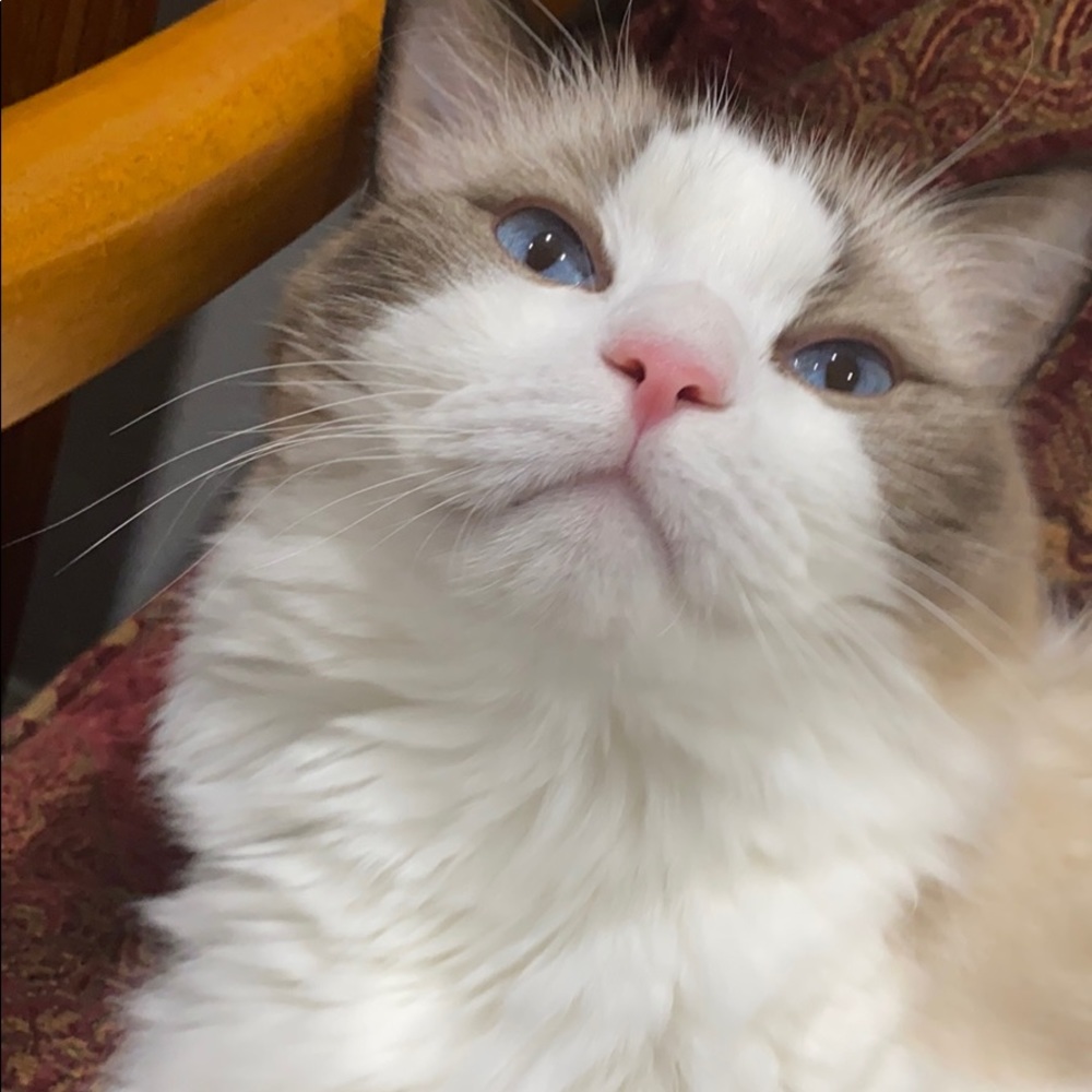 Meet your Posher, Shari